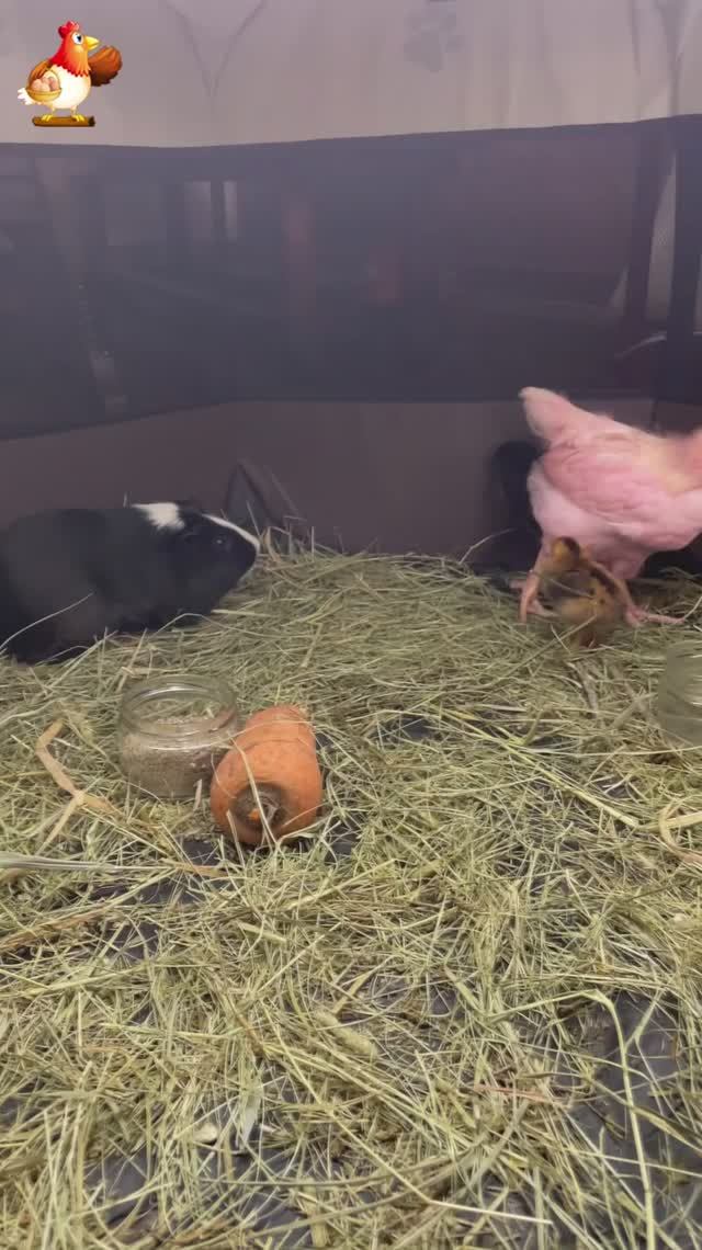 Морская свинка в гостях у трех цыплят (2)