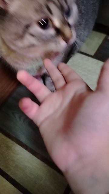 Бося нюхает руку