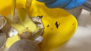 Дешёвый ужин.