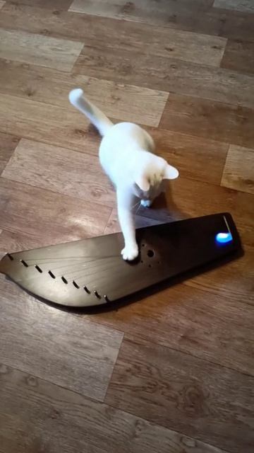 Гусли и Кошка. Струны и Огонь. СКК 