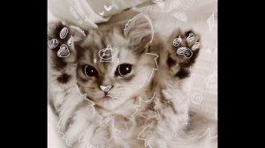 Самые милые котики мира