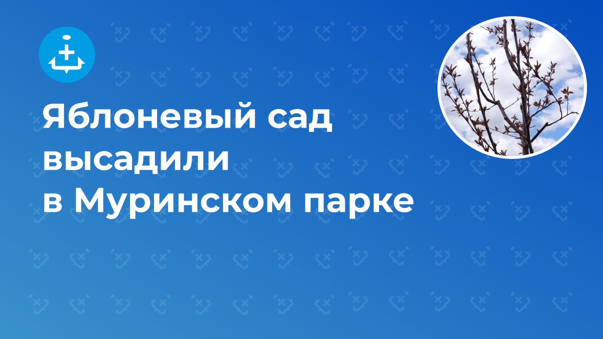 Яблоневый сад высадили в Муринском парке
