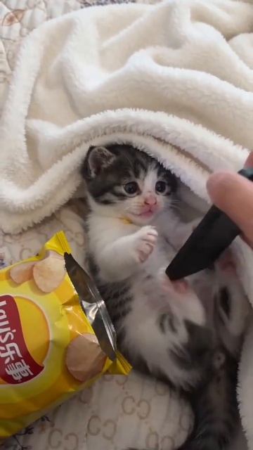 Маленький котик черно белый кот смотрит держит телефон ест чипсы у котика забирают телефон он кричит