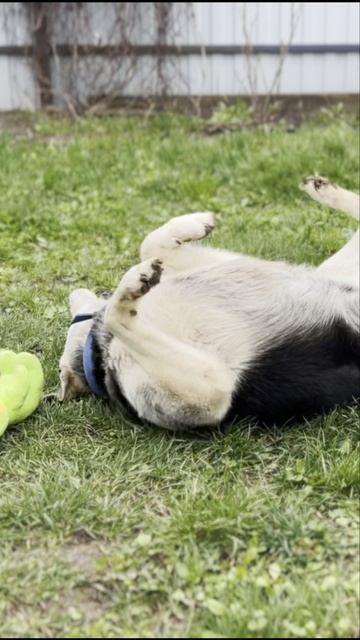 Два состояния Пса 