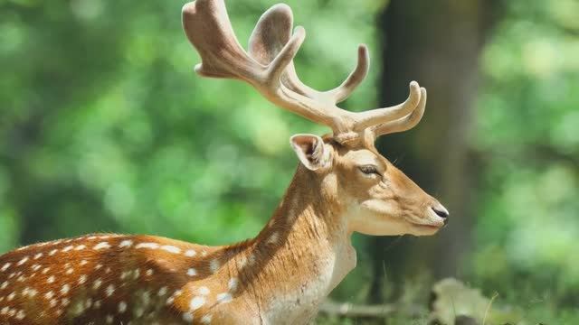 МУЗЫКА ДЛЯ РЕЛАКСА