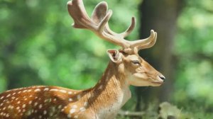 МУЗЫКА ДЛЯ РЕЛАКСА