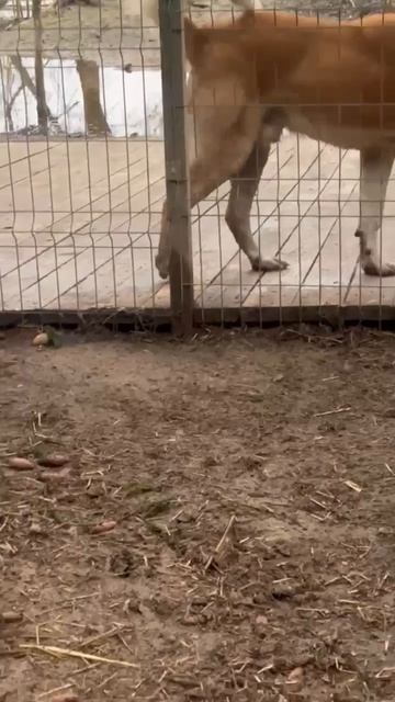 Забери 🏠 красавцев САО Ясю 🌸 и Георгия🍀❗Пост в описании 🎥 #сао #собака #алабай #любовь #счастье