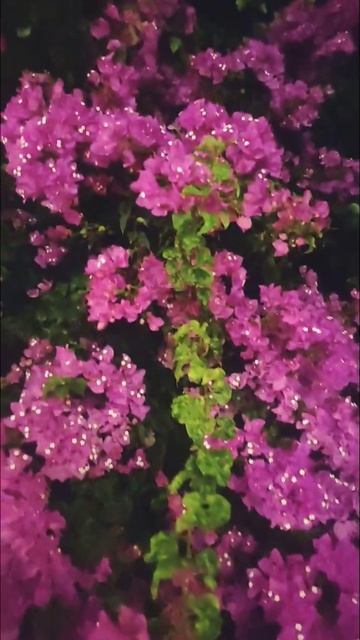 Pink Bougainville