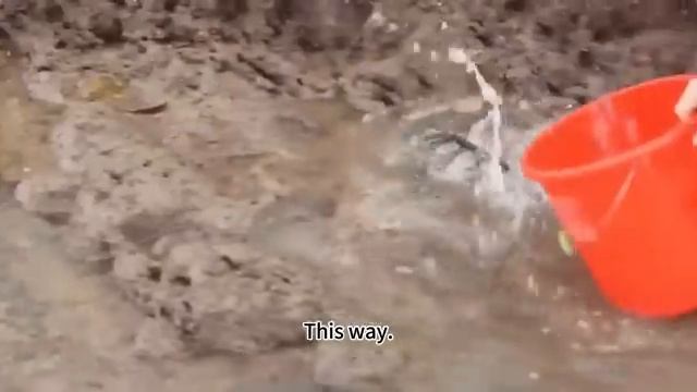 Small chapter after the ebb of the sea accidentally caught octopus [get.gt]