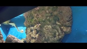 Океанариум