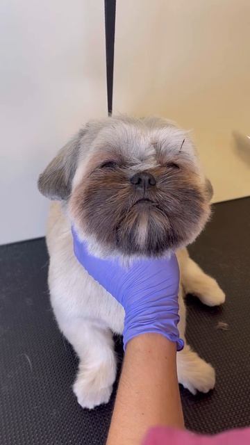 стрижка собаки .красиво.я залип