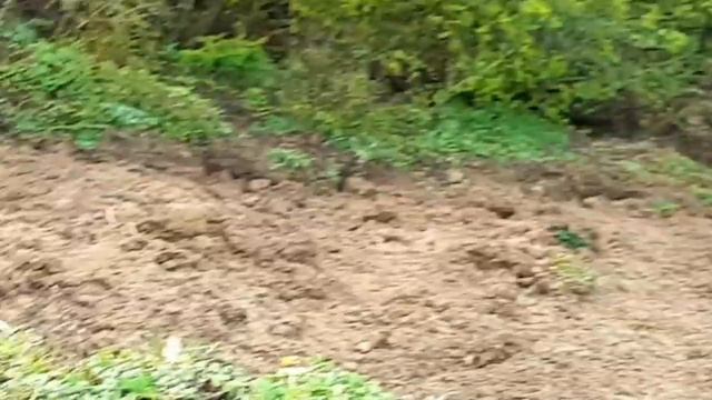 Ополозни в горах Дагестана прогуливая по горам Табасарана мы увидели много ополозни