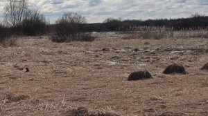 Вы спрашивали где охота на моих скрадках . вот ответ .