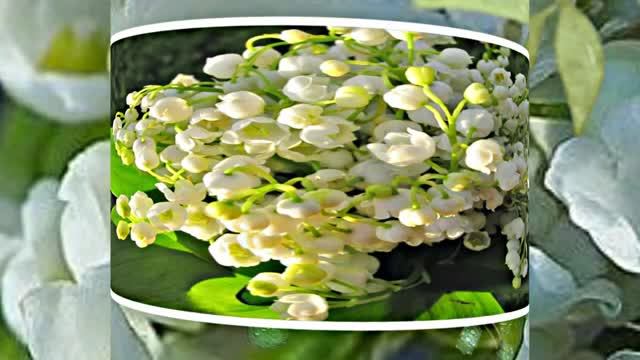 С Днём Рождения 3! Ландышевая Сказка от Киностудии Мудрого Кота Тимофея!!!