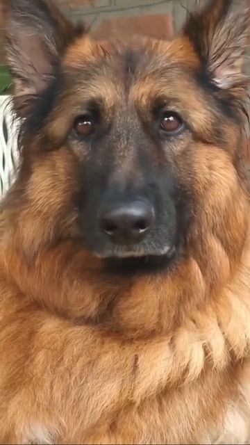 Клип meowtaverse