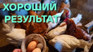 Курам-несушкам шесть лет а они несутся лучше молодых Как такое может быть