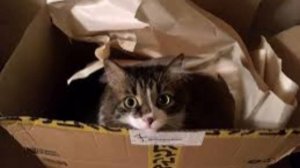 Российские бизнесмены скупают квартиры и дома с бункерами в Новой Зеландии