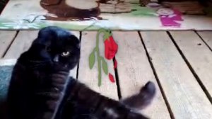 Мягких ему облочков... Спасибо Масик, что был со мной...