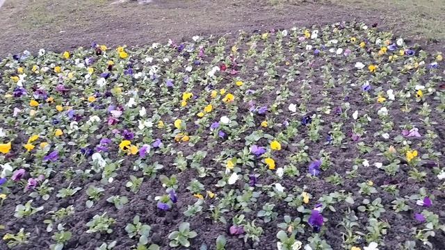 Зачем высадили цветы,или они морозов и снега не боятся?