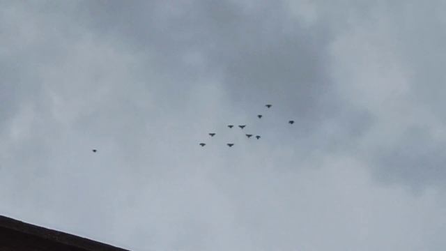 19.04.2026. Перед вечерним кормлением...