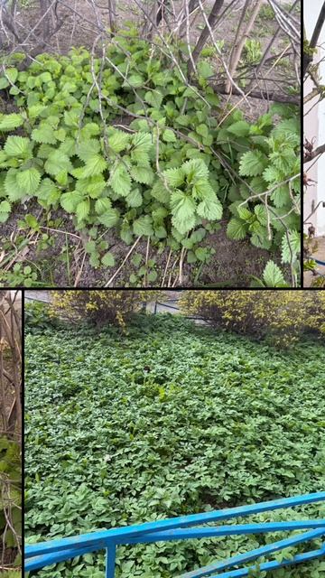 Природа в апреле.