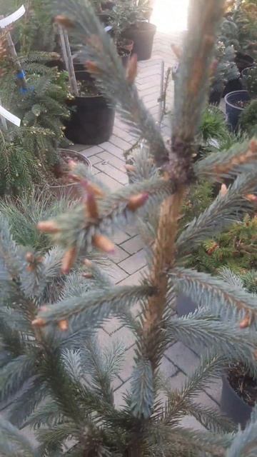 ❤🌲Ель Энгельмана Блю Магу
✔Продажа растений в макс и телеграм канале: https://t.me/love_is_hvoiny_dv