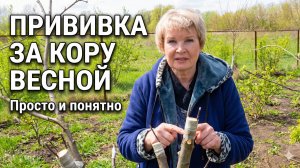 Самый простой способ прививки деревьев. Прививка за кору.