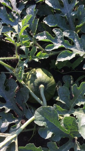 август 2021г арбуз-новый урожай