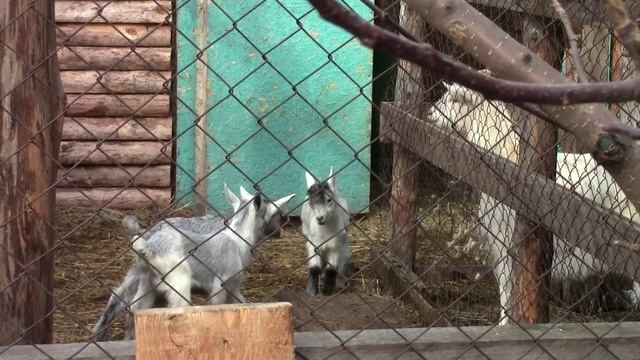 Муромцево 23 апреля  2026г козликам 2 недели