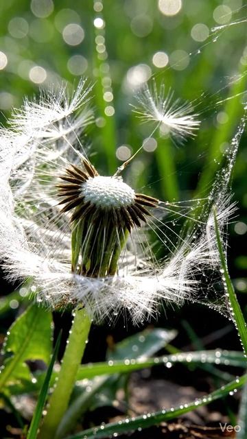 Одуванчик, который не отпускает взгляд