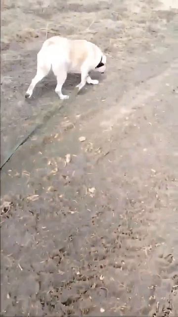 Скромная красавица САО Саяна🌸ищет🏠❗Пост в описании 🎥 #сао #собака #алабай #любовь #счастье