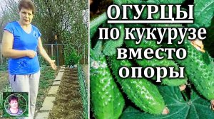 Можно ли сажать огурцы вместе с кукурузой. Часть 1. Начинаю эксперимент Посадка