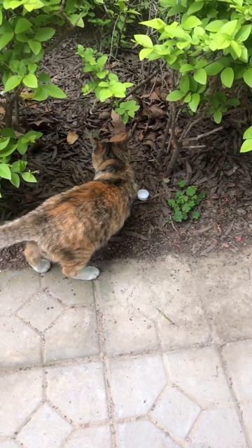 Случайная встреча.пушистыйдруг кот питомцы вреки весна