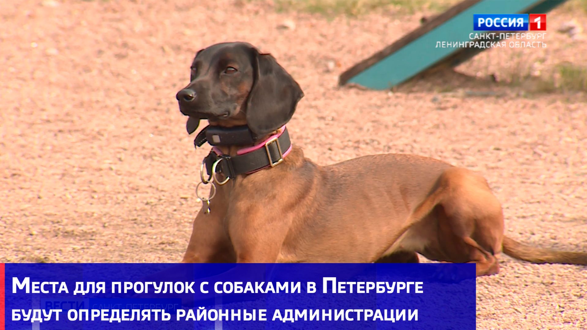 Места для прогулок с собаками в Петербурге будут определять районные администрации