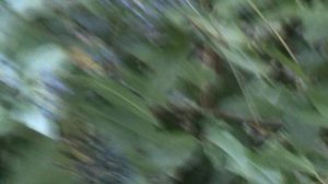 151)з ДЕНДАРИ ПАРК СОЧИ