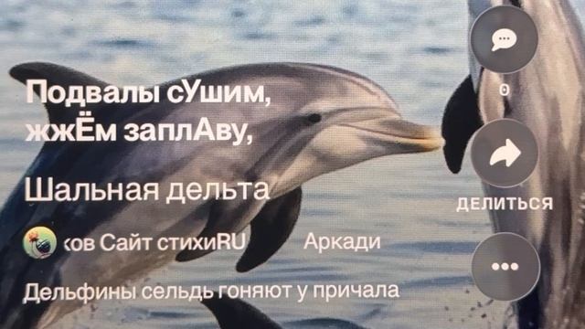 Шальная дельта-дельфины сельдь гоняют у причала