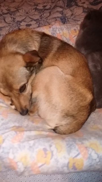 Тиш да гладь, сплошная благодать!