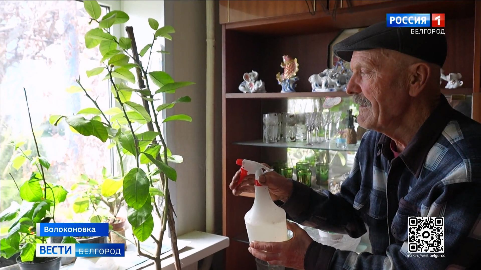 Волоконовец Алексей Дорохов выращивает у себя дома цитрусовые деревья