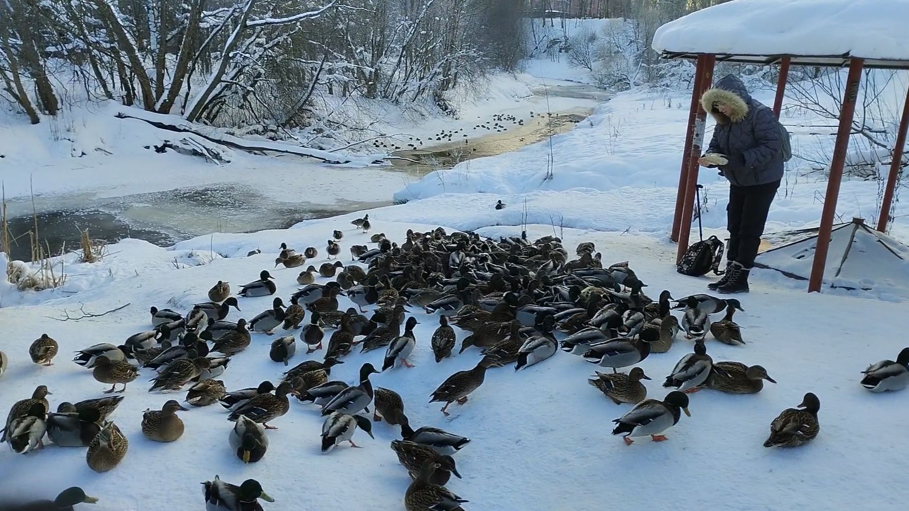 Утиная ферма 09