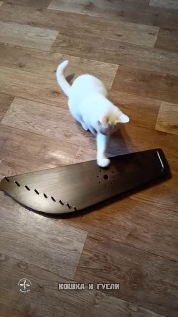 Гусли и Кошка. СКК 