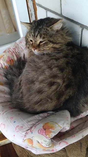 b85c7029ac37596535c2e7935cd6bcaf.mp4