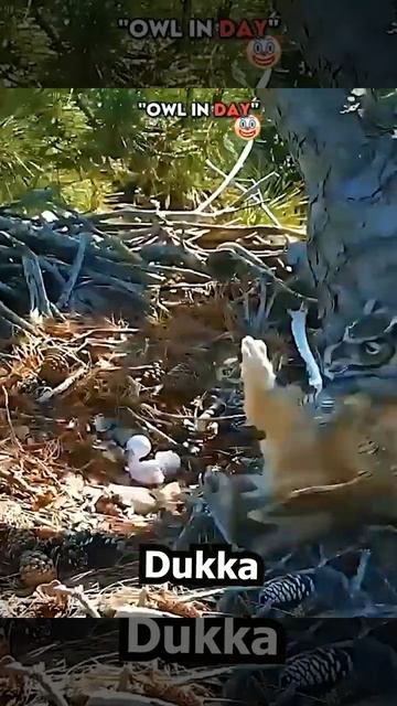 Owl in Day Vs Owl in Night  #phonkagressive #funny #music #edit #owl #animals #top #phonk #shorts