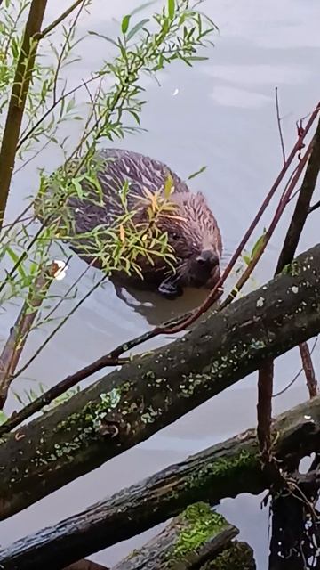 Бобр, а в описании услуги от специалистов, прочтите описание, нужно обращайтесь
