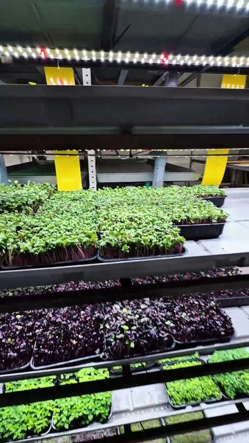 Микрозелень. Больше подробностей в большом ролике, который уже опубликован👍 #микрозелень