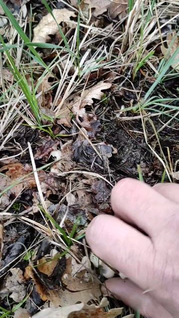 Начинается майская рядовка в Крыму