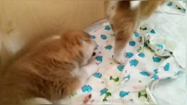 «Трёхнедельные щенки акиты: игры, драки и побег из манежа!»