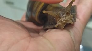 Африканская улитка ахатина крупным планом