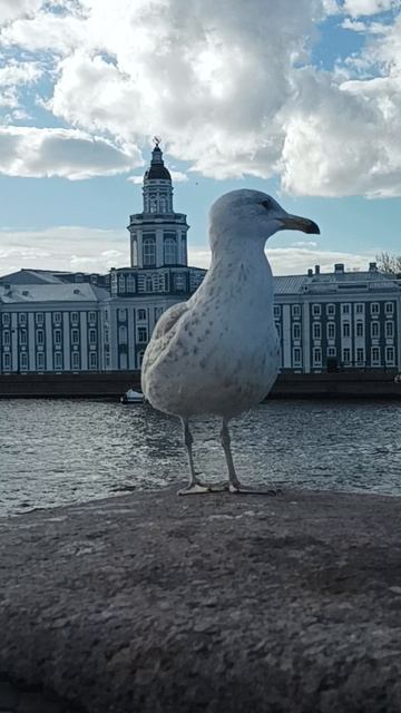 Петербург - город чаек)