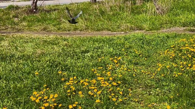 Первая солнечная полянка из одуванчиков в городе, Асбест, Средний Урал🌼🌼🌼🌼