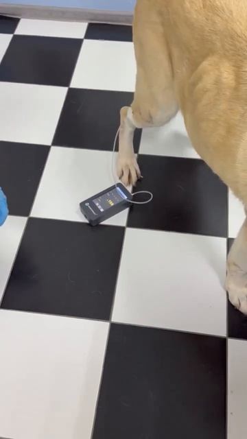 Поддержи  лечение красавицы САО Амины Пост в описании  сао алабай овчарка собака